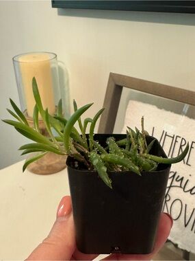 Ruby Necklace Succulent